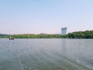 Mangroves alone the coastline (and flamingos if you look close enough!)